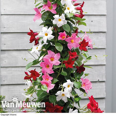 Mandevilla sanderi 'Bloom Bells®' Trio