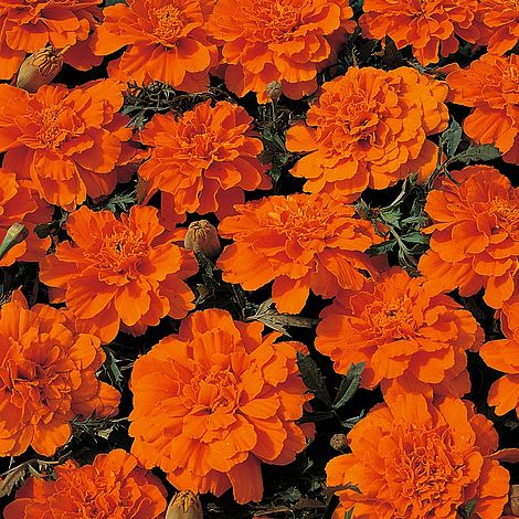 Marigold 'Durango Tangerine' F1 Hybrid