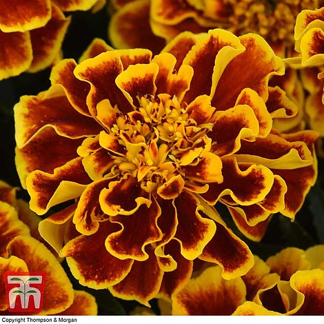 Marigold 'Colossus'