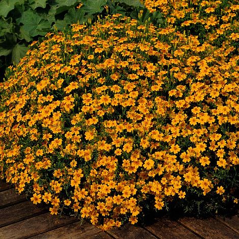 Marigold 'Golden Gem'