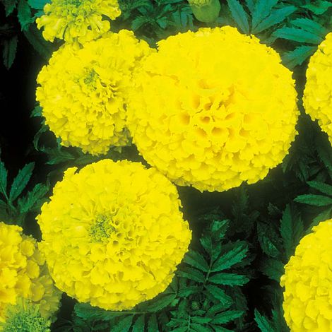 Marigold 'Discovery Yellow' F1 Hybrid