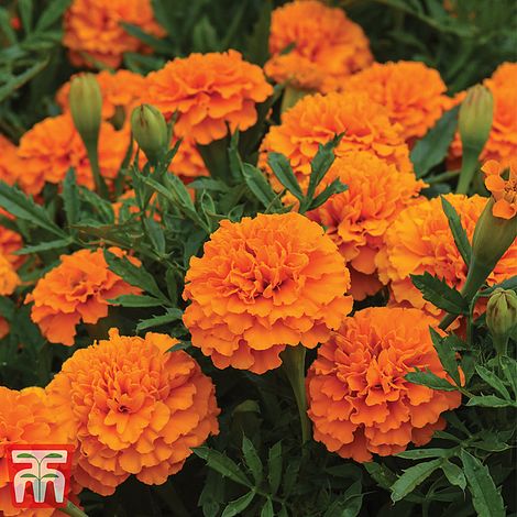 Marigold 'Boy O' Boy Orange'