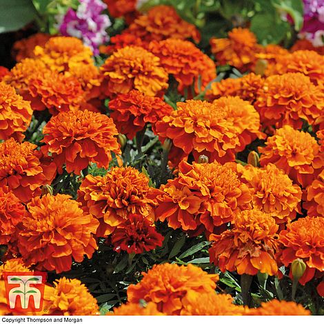 Marigold 'Fireball'