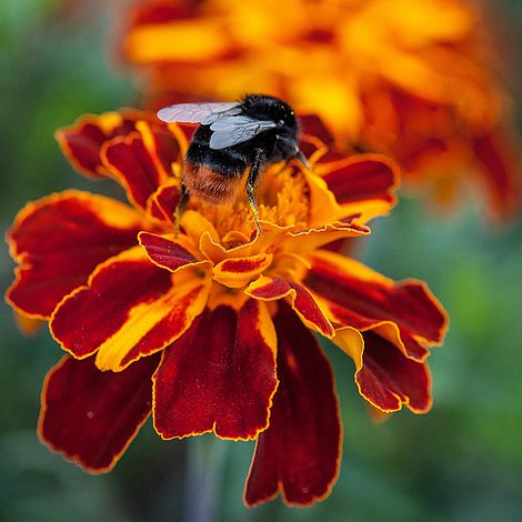 Marigold 'Konstance'