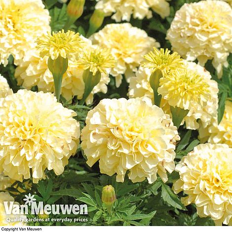 Marigold 'French Vanilla' (Garden ready)