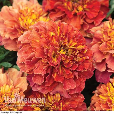 Marigold 'Strawberry Blonde'