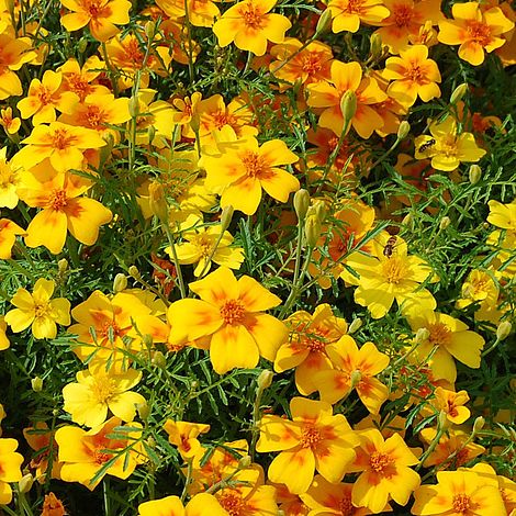 Marigold 'Golden Gem' (VM Seeds)
