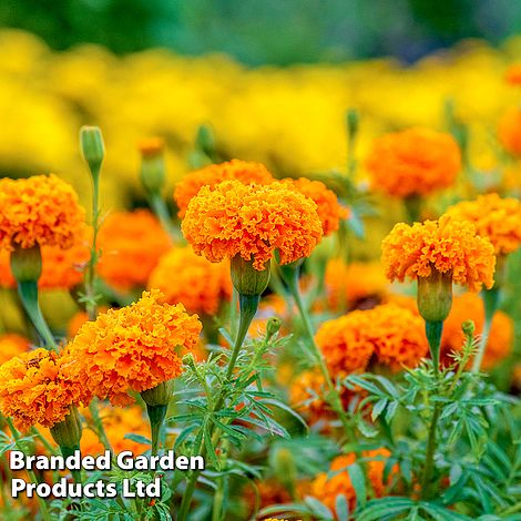 Marigold 'Hot Stuff'