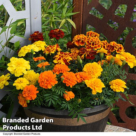 Marigold 'Durango Improved'