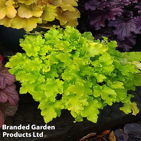 Heuchera 'Marmalade'