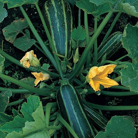 Marrow 'Green Bush'