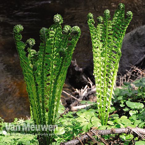 Shuttlecock Fern