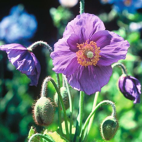 Meconopsis baileyi 'Hensol Violet'