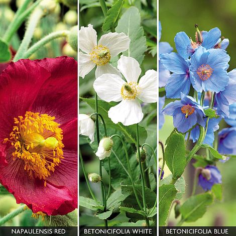 Meconopsis 'Union Jack' Collection