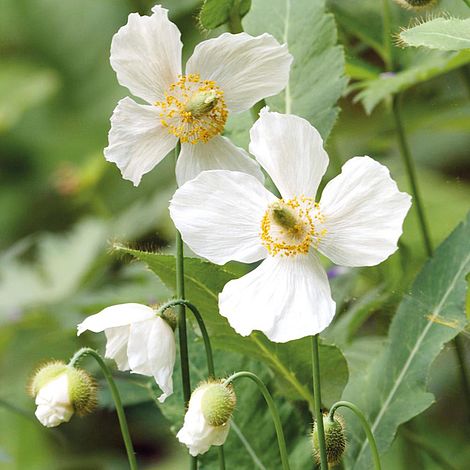 Meconopsis baileyi 'Alba'