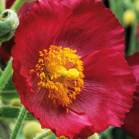 Meconopsis napaulensis