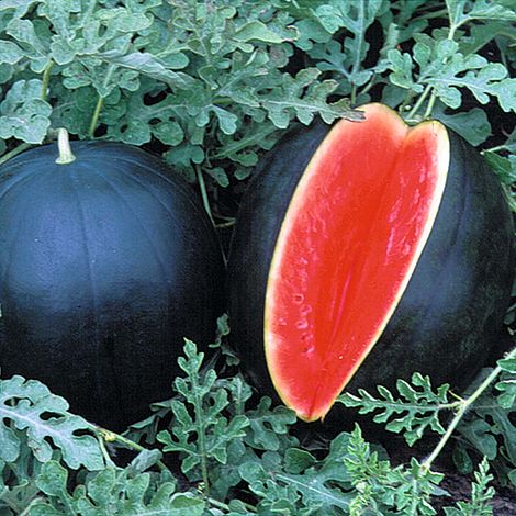 Watermelon 'Blacktail Mountain'