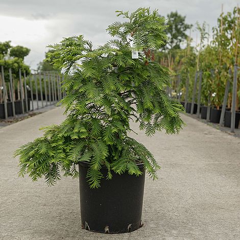 Metasequoia glyptostroboides 'Chubby'