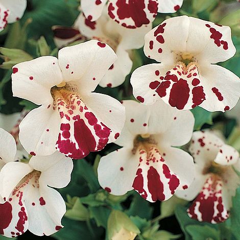 Mimulus x hybridus 'Monkey Magic' F1 Hybrid