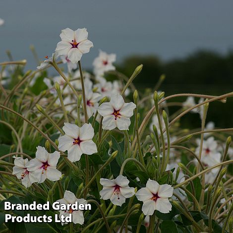Mirabilis longiflora 'Angels Trumpets' - Seeds