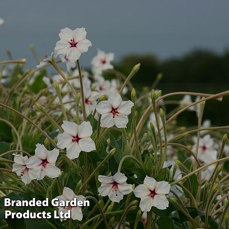 Mirabilis longiflora 'Angels Trumpets'