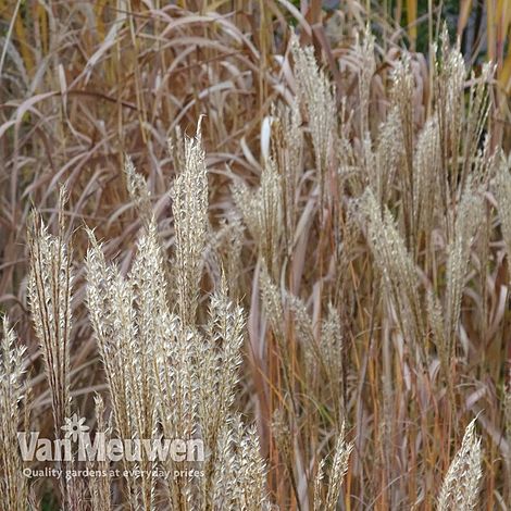 Miscanthus sinensis 'Kleine Silberspinne'