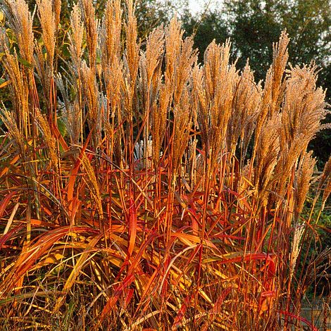 Miscanthus 'Indian Summer'