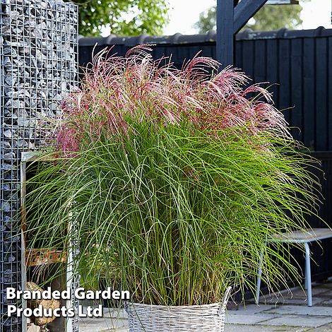 Architectural Grasses Duo