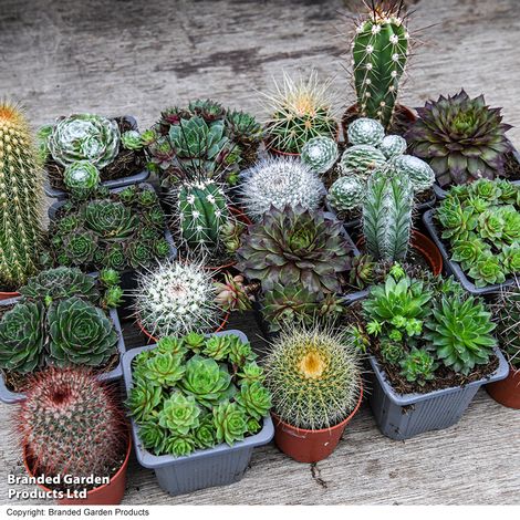 Cactus & Sempervivum Mixed Collection