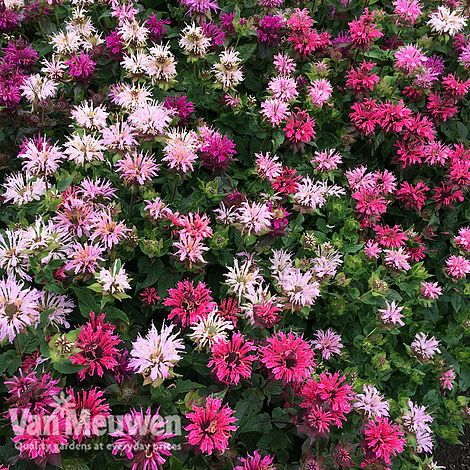 Monarda Censation™ 'Confetti'