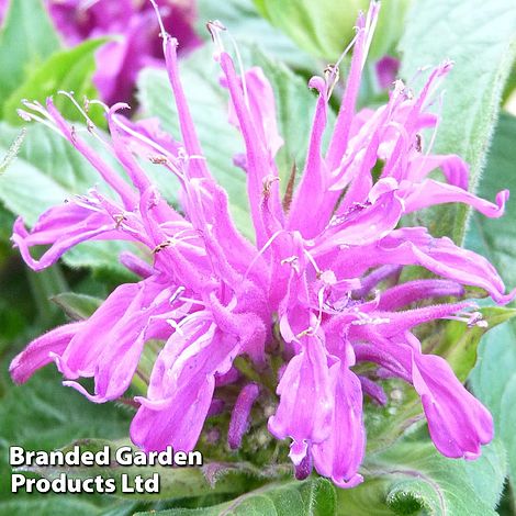 Monarda didyma 'Balmy Lilac'