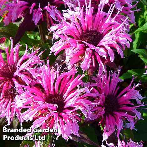 Monarda didyma 'Balmy Pink'