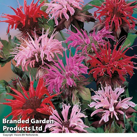 Monarda didyma