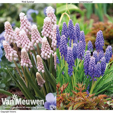 Muscari Duo