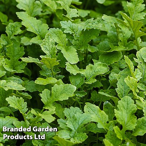 Mustard Leaves (Autumn Sowing Mix)