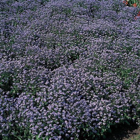 Myosotis sylvatica 'Blue Ball'