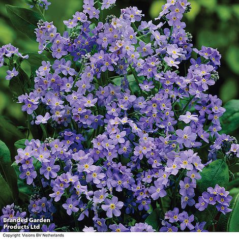 Myosotis sylvatica 'Royal Blue Improved'