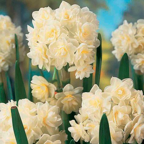 Daffodil 'Erlicheer'