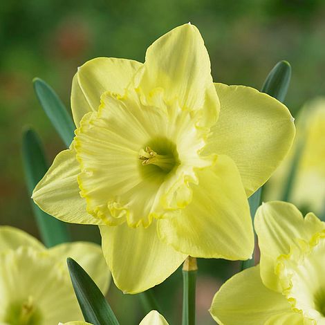 Daffodil 'St Patricks Day'