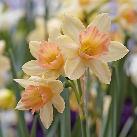 Narcissus 'Blushing Lady'