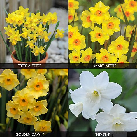 Daffodil 'Dwarf Collection'