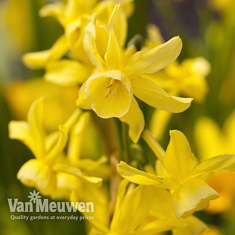 Narcissus 'Hawera'