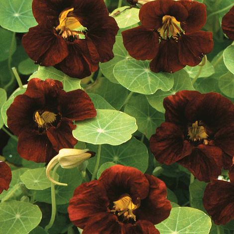 Nasturtium 'Black Velvet'