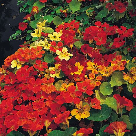 Nasturtium 'Climbing Mixed'