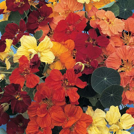 Nasturtium 'Dwarf Compact Mixed'