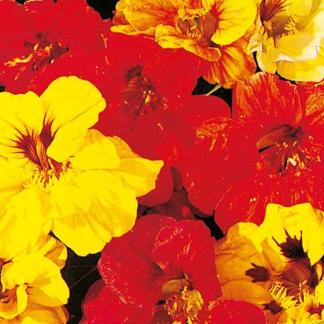 Nasturtium 'Double Gleam Mixed'