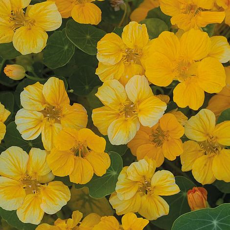 Nasturtium 'Banana Split'