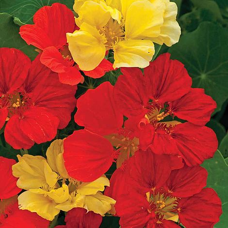 Nasturtium 'Bolero Mixed'