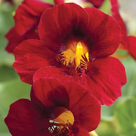 Nasturtium 'Crimson Emperor'