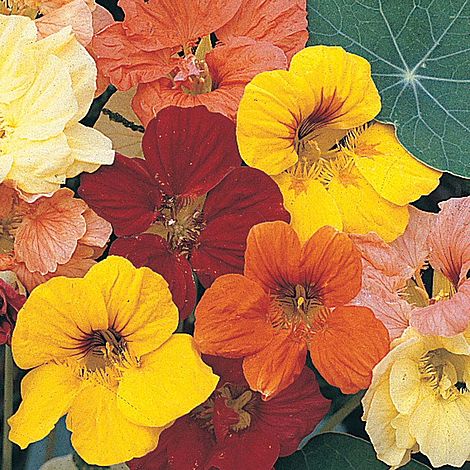Nasturtium 'Alaska Mixed' (VM Seeds)
